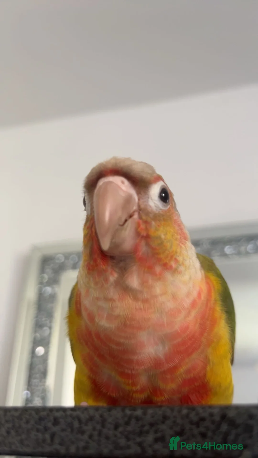 Conures birds for sale: Friendly concure for rehoming - Advert 2
