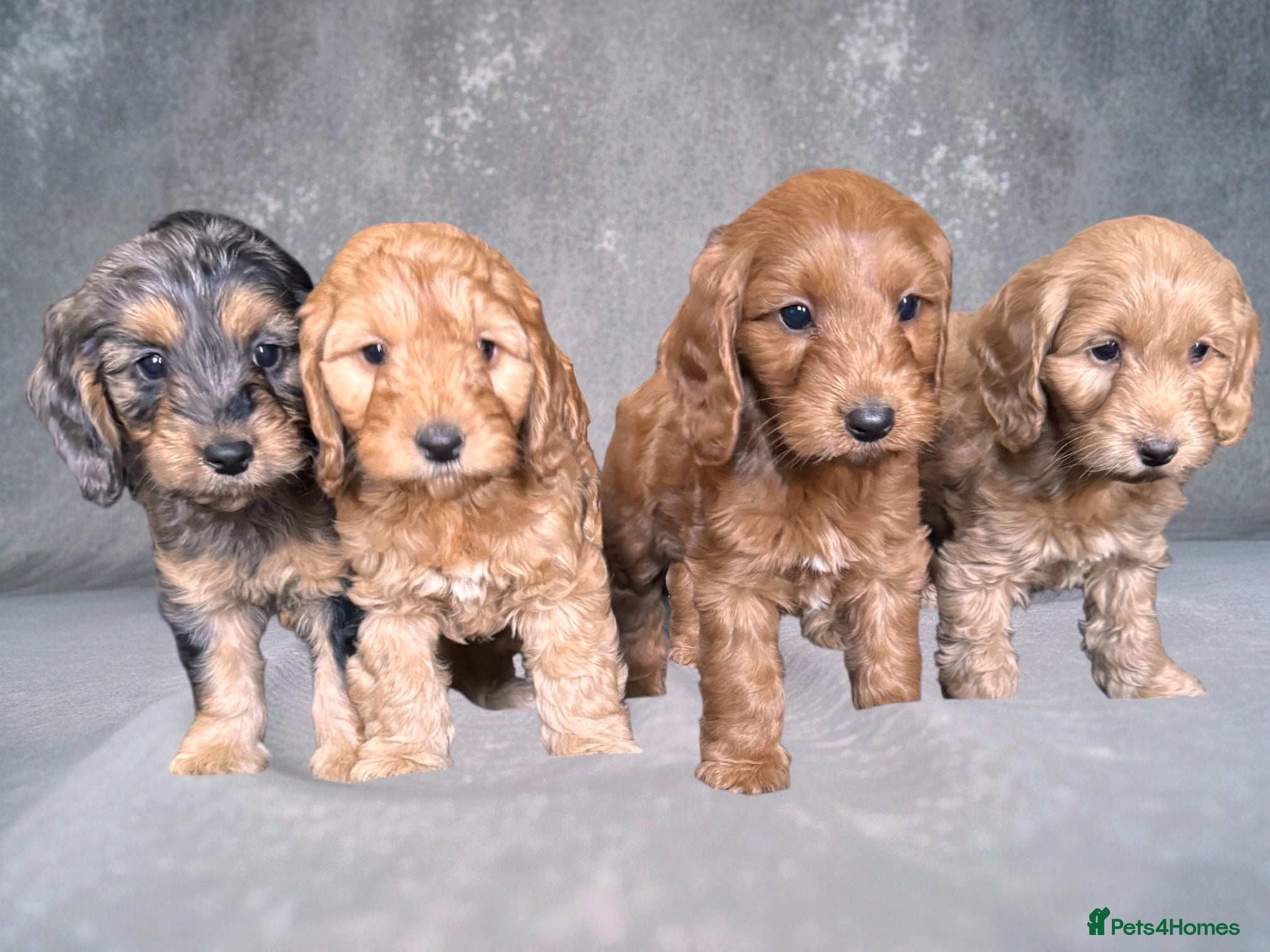 Cockapoo dogs Ready now F1 DNA clear mini cockapoo puppies  - Advert 6