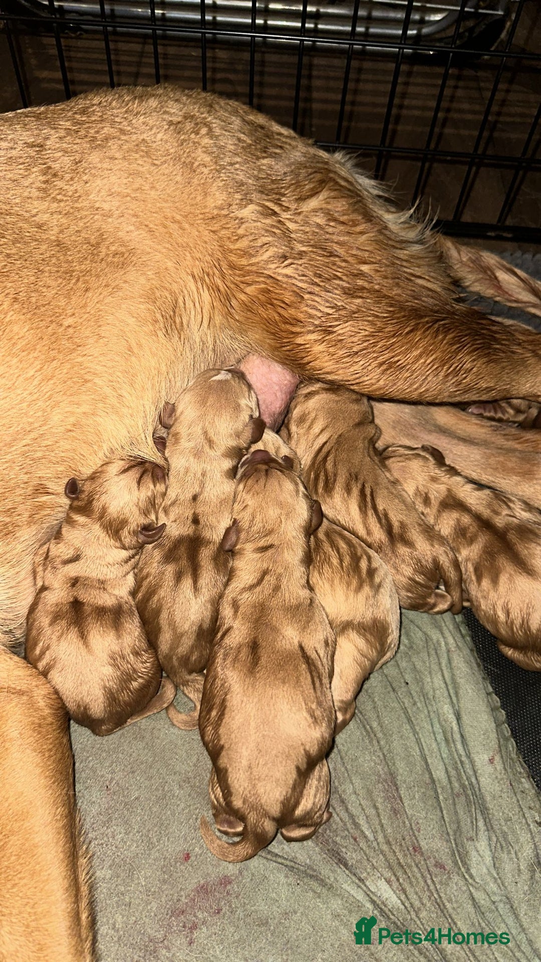 Labrador Retriever dogs for sale: Male Red fox labrador - Advert 7