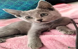 Russian Blue cats for sale: RB kittens Pedigree London  - Image 22