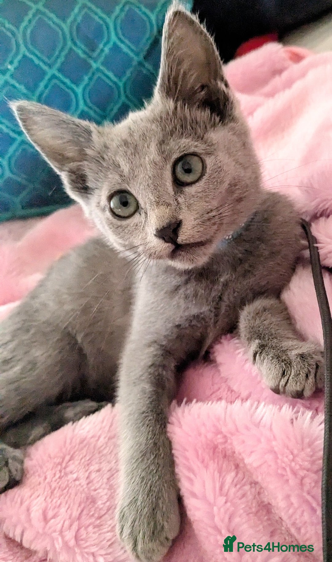 Russian Blue cats for sale: RB kittens Pedigree London  - Image 22