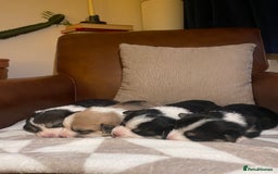 Welsh Corgi Pembroke dogs for sale: KC REG PEMBROKESHIRE CORGIS - Image 2