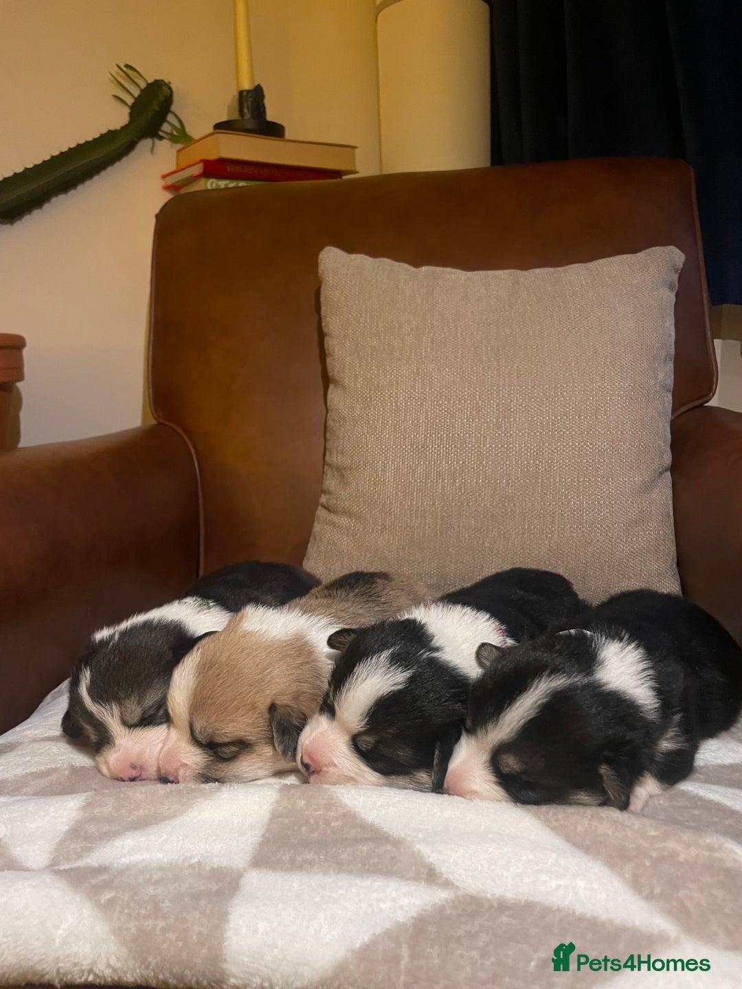 Welsh Corgi Pembroke dogs for sale: KC REG PEMBROKESHIRE CORGIS - Image 2
