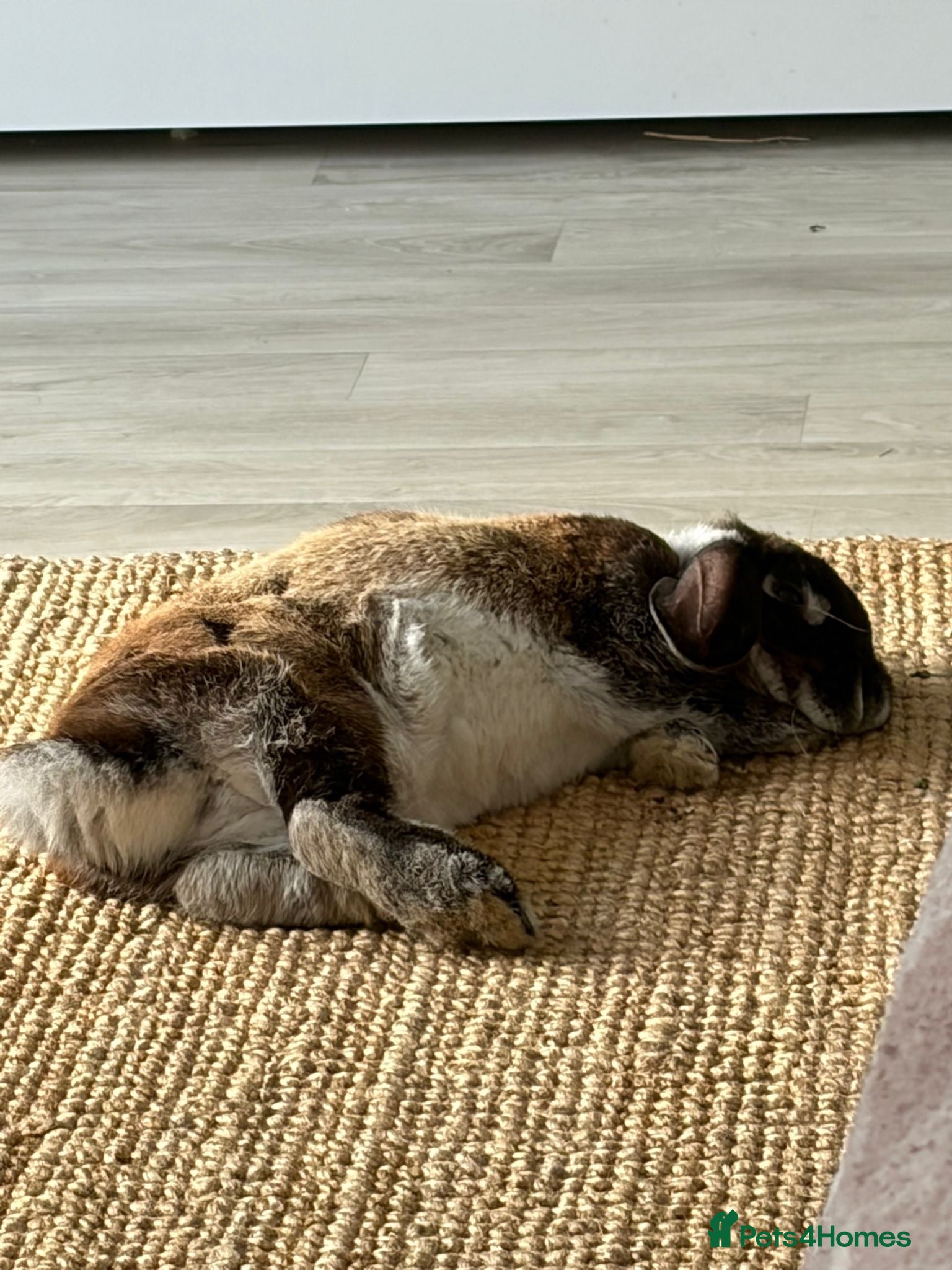 Mixed Breed rabbits Rescue looking for a loving home - Advert 2
