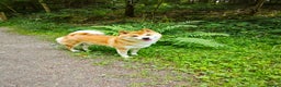 Japanese Shiba Inu dogs for stud: KC Registered Shiba Inu Stud Dog in Newcastle upon Tyne - Advert 19