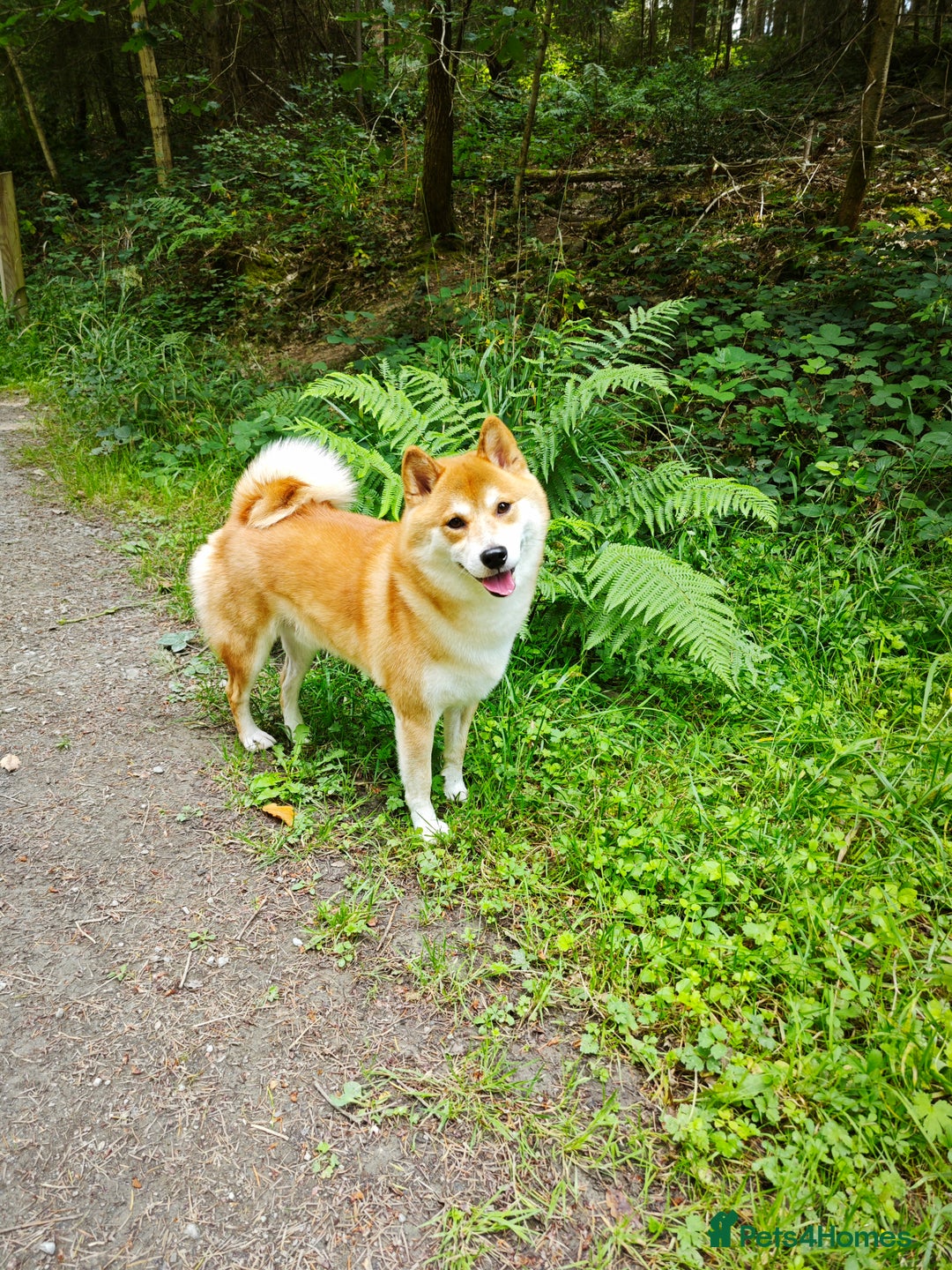 Japanese Shiba Inu dogs for stud: KC Registered Shiba Inu Stud Dog in Newcastle upon Tyne - Image 19