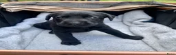 Labrador Retriever dogs for sale: Adorable KC registered Labrador puppies  - Advert 7