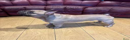 French Bulldog dogs for stud: 🐾 FRENCH BULLDOG STUD  in Llanelli - Advert 1