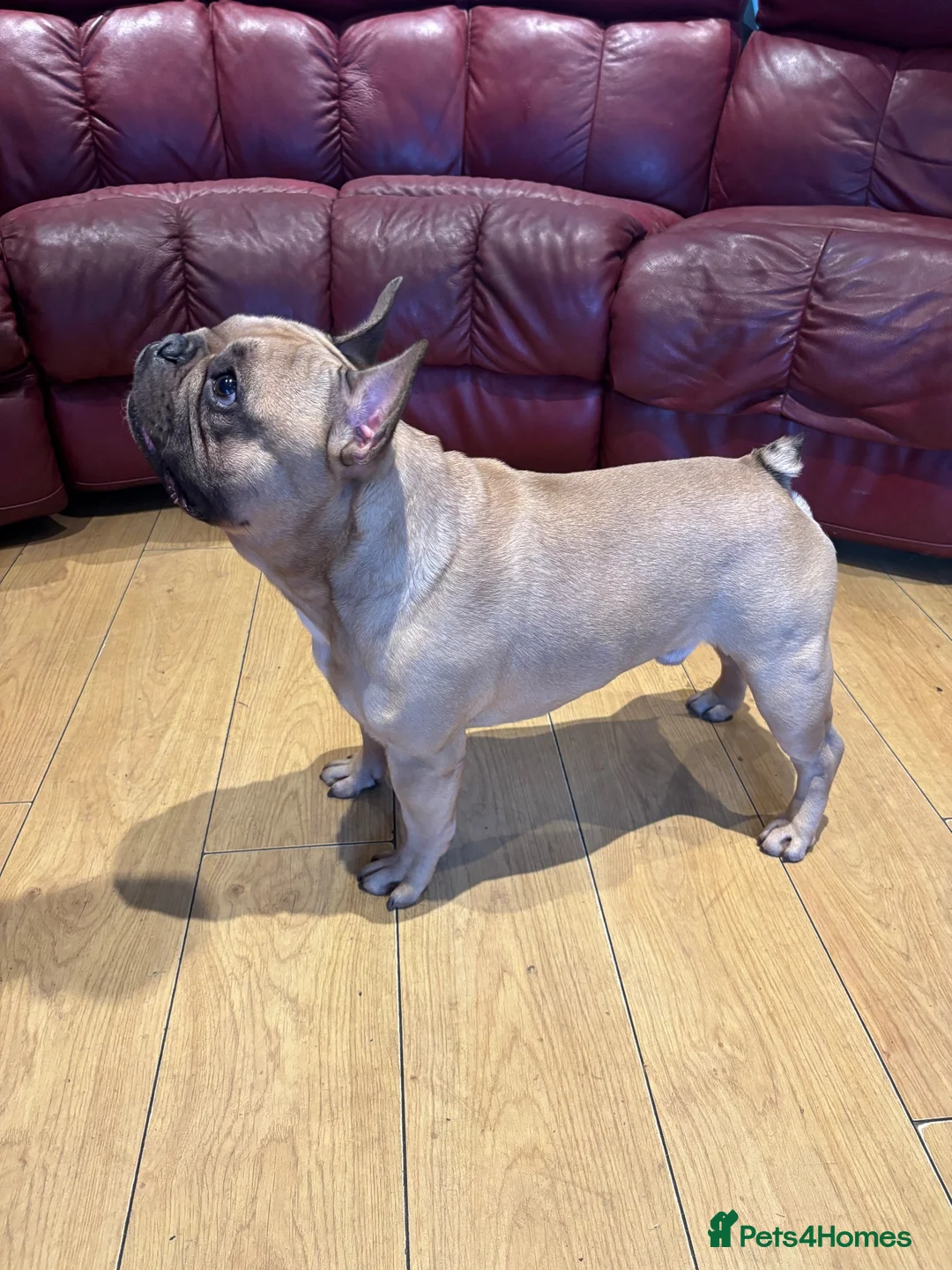 French Bulldog dogs for stud: 🐾 FRENCH BULLDOG STUD  in Llanelli - Advert 1