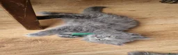 British Longhair cats for sale: Gorgeous British Blue longhair kittens - Advert 11