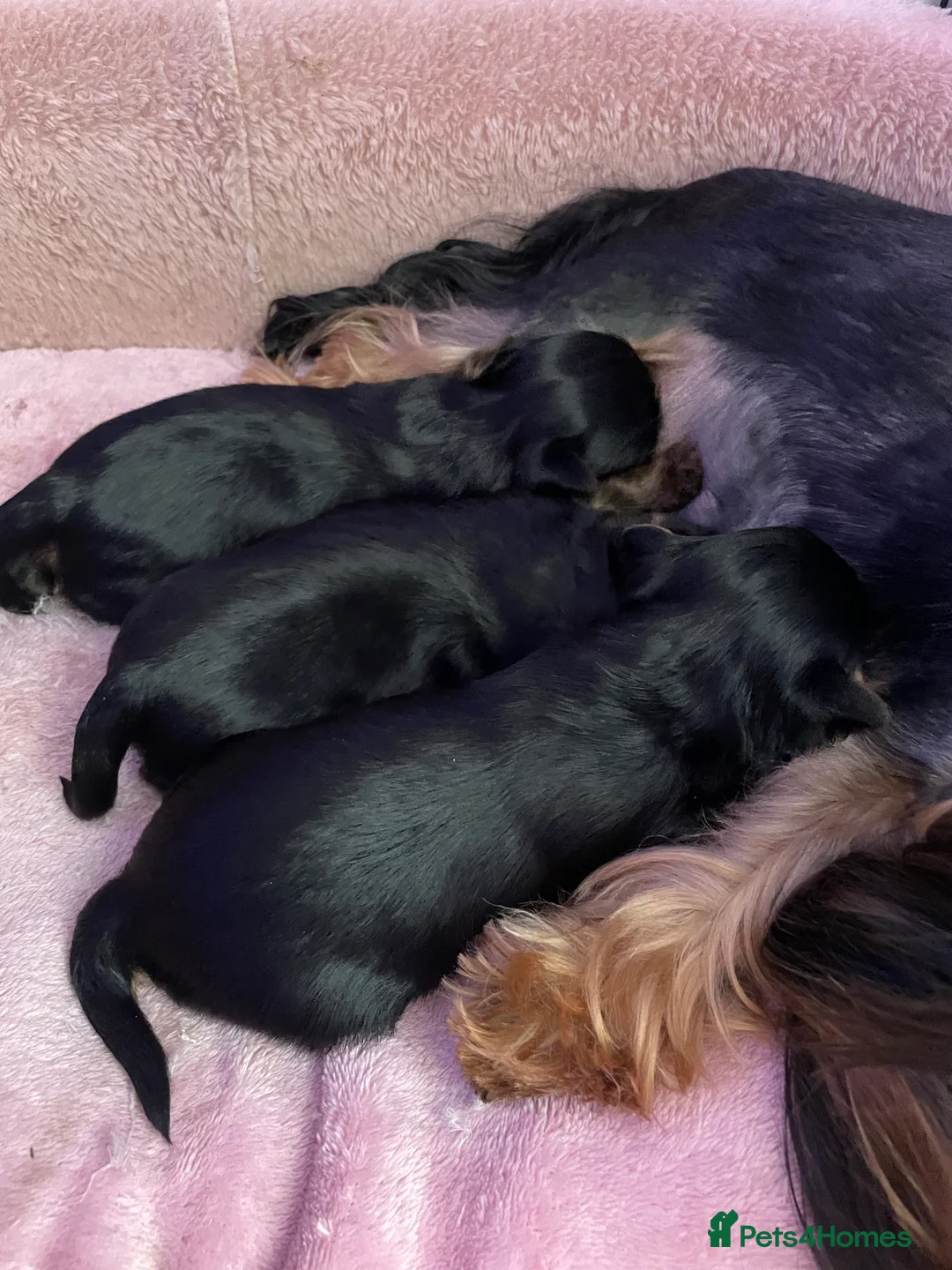 Yorkshire Terrier dogs for sale: pure breed yorkshire terrier  - Advert 8