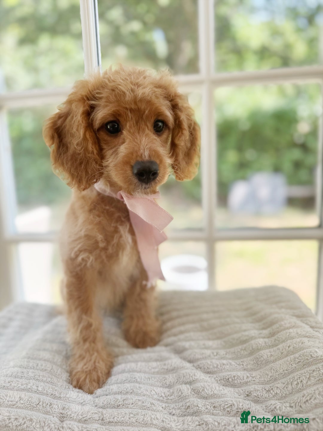 Cavapoo dogs for sale: F1b cavapoo puppies fully vaccinated  - Image 9
