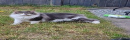 Maine Coon cats for sale: Mix breed cat- Maine coon and Ragdoll mix - Advert 3