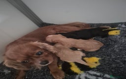 Cavapoo dogs for sale: Cavapoo babies - ready end nov - Image 9