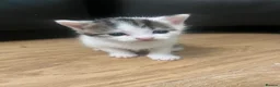 Mixed Breed cats for sale: Kittens  - Advert 8