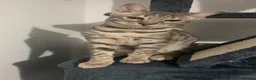 Bengal cats for sale: Bengal kittens for sale  in London - Advert 9