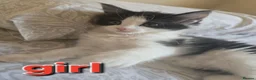 Mixed Breed cats for sale: 3 beautiful kitten - Advert 3