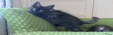Maine Coon 5