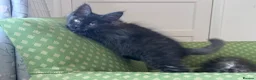 Maine Coon cats for sale: Maine Coon active kittens - Advert 7