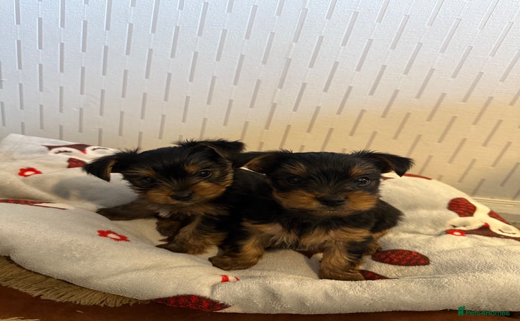 Yorkshire Terrier dogs - Advert 4