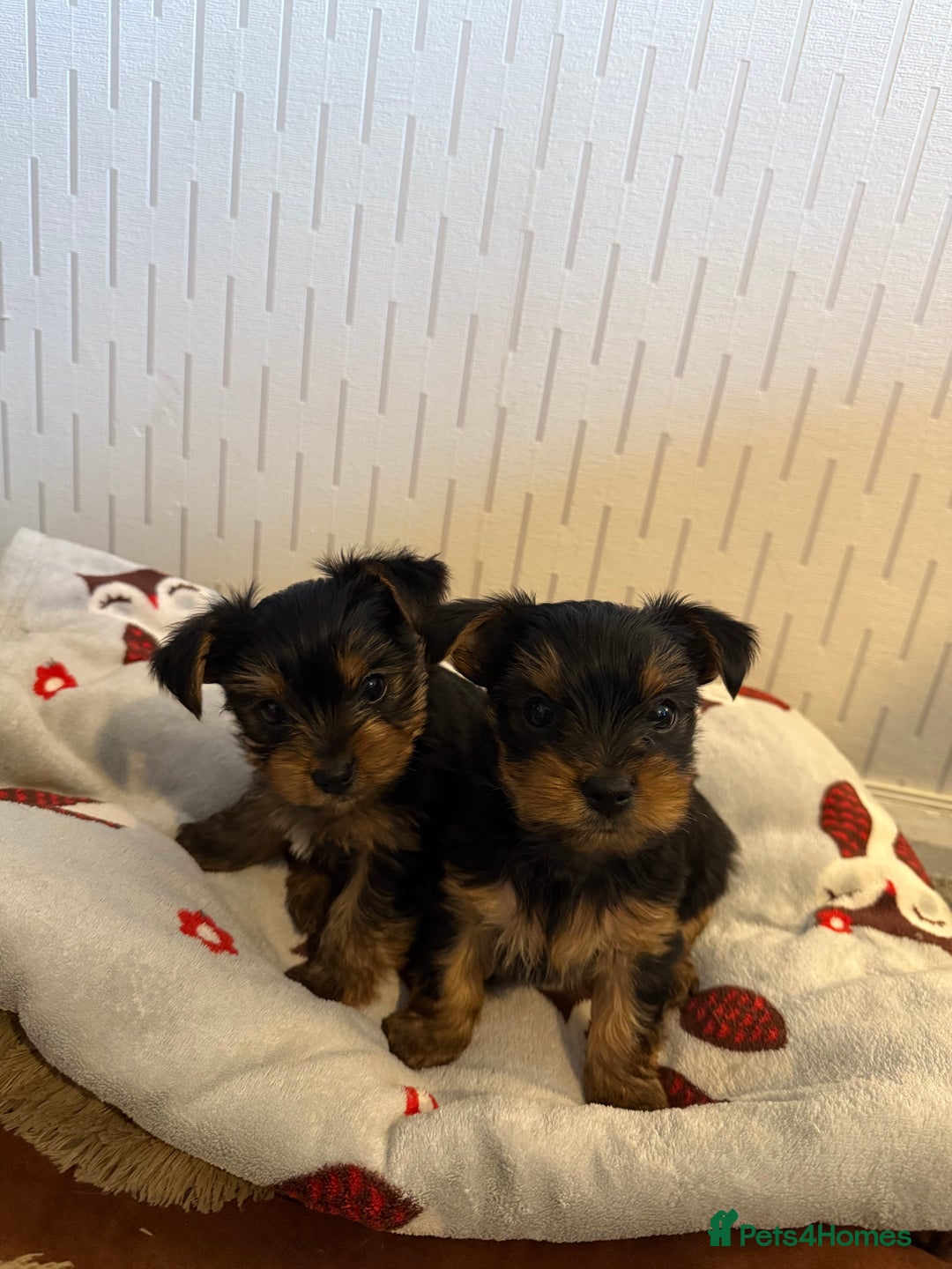 Yorkshire Terrier dogs for sale: Yorkshire Terrier puppies  - Image 1