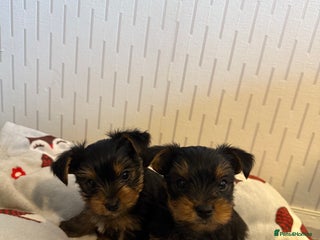 Yorkshire Terrier dogs - Advert 5