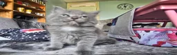 Persian cats for sale: 3 beautiful kittens ready now  - Advert 13
