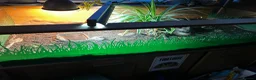 Hermann Tortoise reptiles for sale: Much loved male hermans - Advert 1