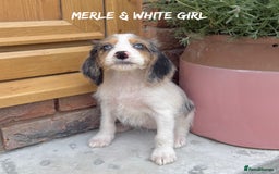 Mixed Breed dogs for sale: 🤎 BABY POOGLES (beagleXminiature poodle)🤎 in Rhayader - Image 5