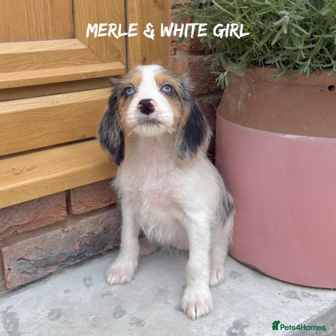 Mixed Breed dogs for sale: 🤎 BABY POOGLES (beagleXminiature poodle)🤎 in Rhayader - Image 5
