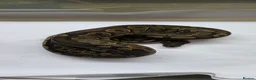 Python Snake reptiles for sale: Various ball pythons  - Advert 8