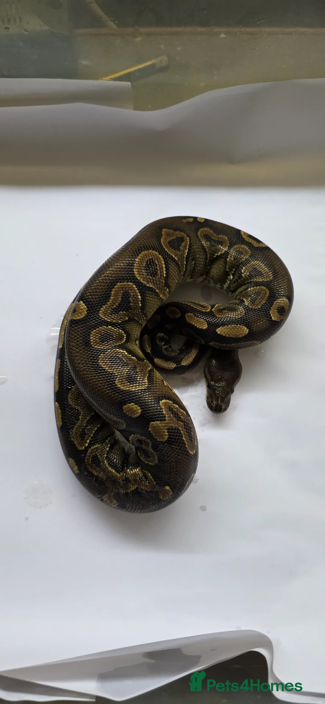 Python Snake reptiles for sale: Various ball pythons  - Advert 8