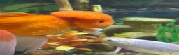 Goldfish fish for sale: Three goldfish - Advert 5