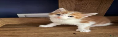 Mixed Breed Kitten 2