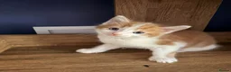 Mixed Breed cats for sale: 3 beautiful kittens for sale £300 - Advert 8
