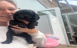 Cocker Spaniel dogs for sale: Only 4 babies left  - Image 11