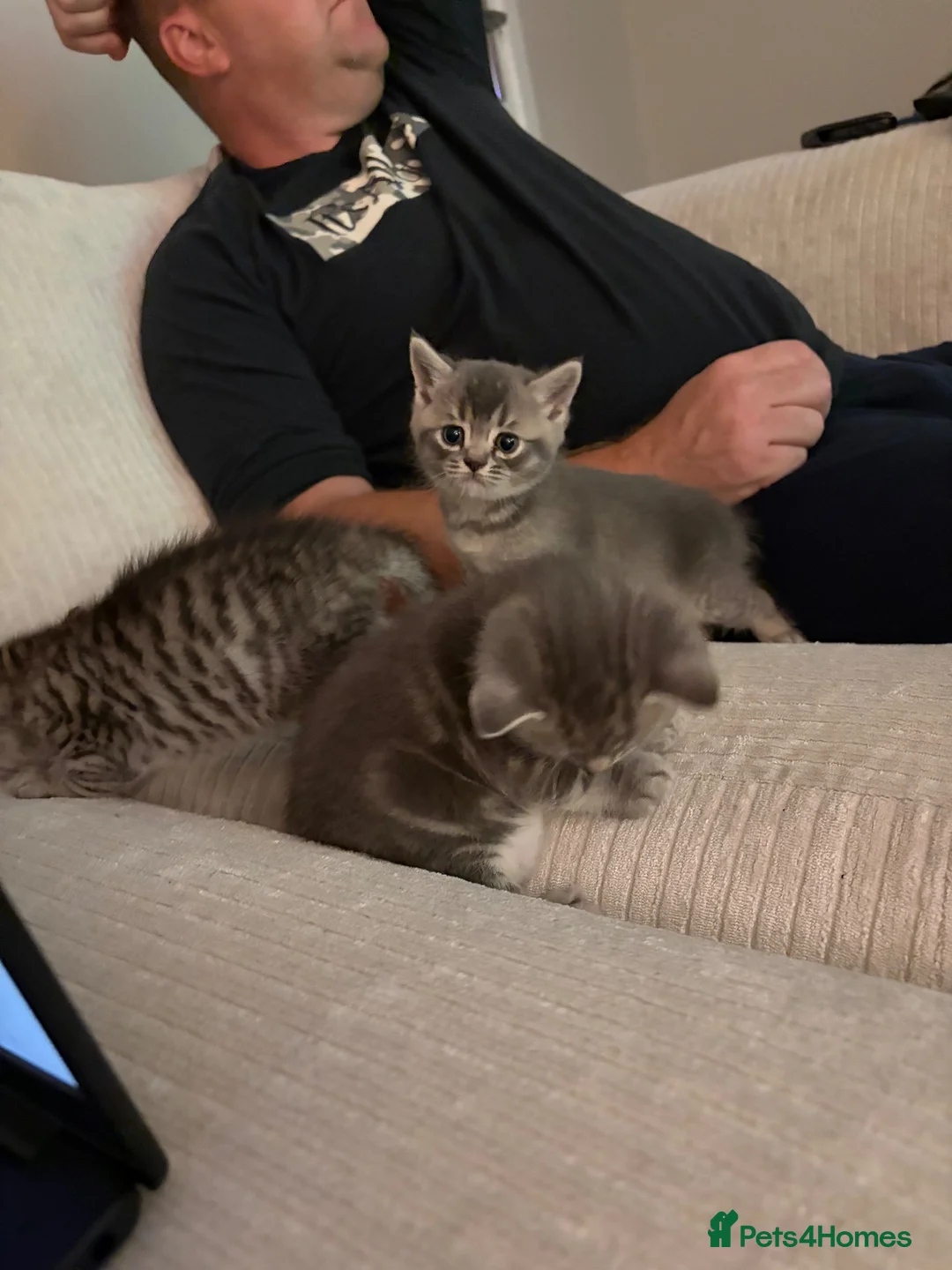 British Shorthair cats for sale: Female kitten. British shorthair/russian blue  - Advert 2