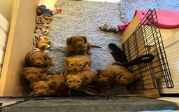Cockapoo dogs for sale: F2 Cockapoo Puppies Ready for Forever Homes 🐶  - Image 1