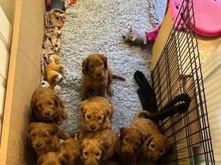 Cockapoo dogs - Advert 28