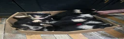 Border Collie dogs for sale: Border Collie Pups - Advert 1