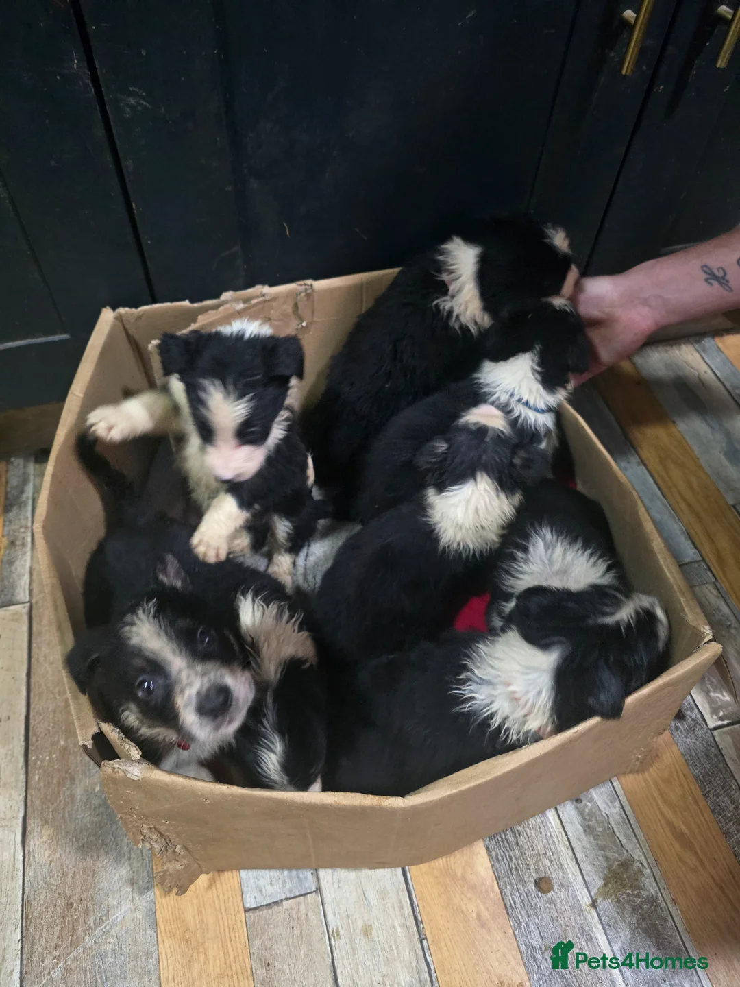 Border Collie dogs for sale: Border Collie Pups - Advert 1