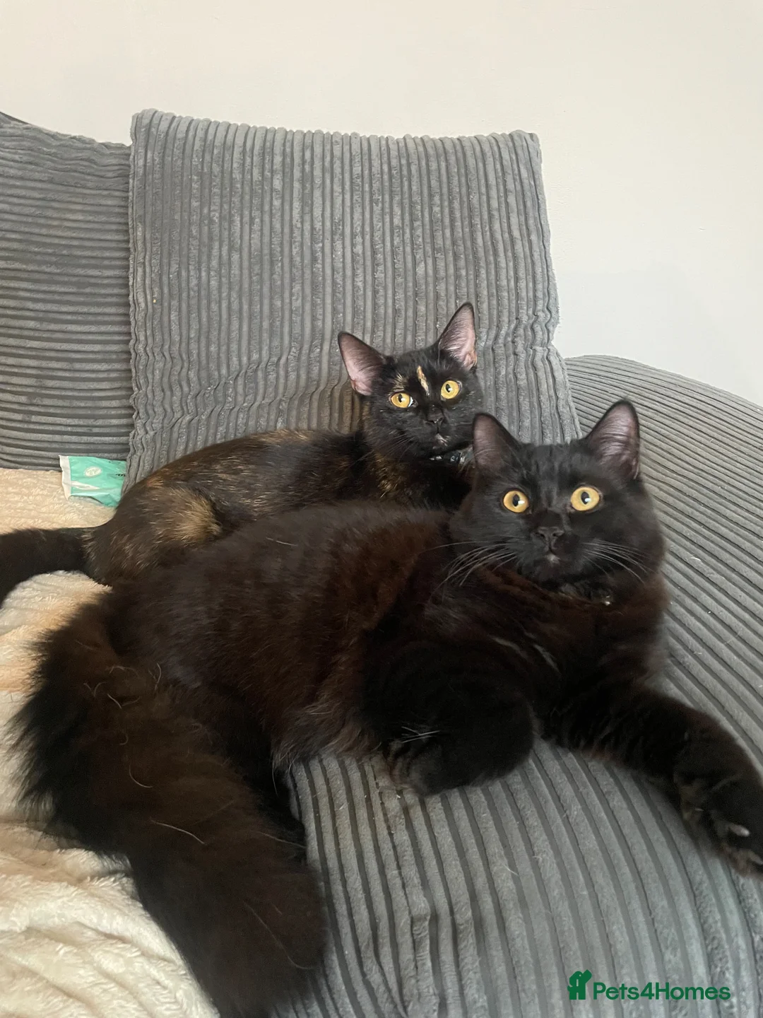 Mixed Breed cats for sale: Beautiful Kittens (READ DESCRIPTION) in Northampton - Advert 10