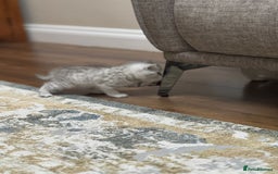 British Shorthair cats for sale: 2 TICA registered BSH kittens  - Image 11