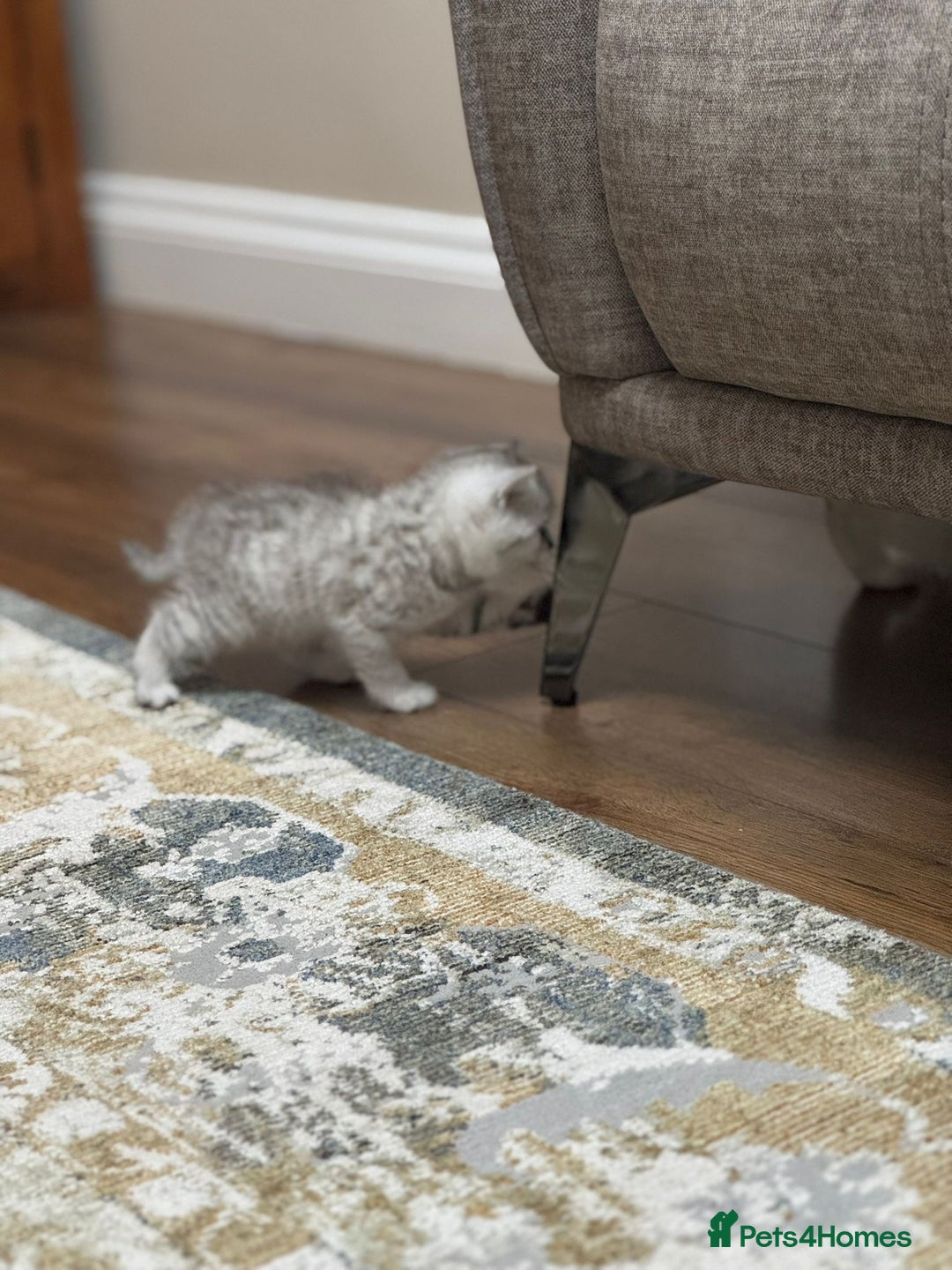 British Shorthair cats for sale: 2 TICA registered BSH kittens  - Image 11