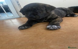 Mixed Breed dogs for sale: Rottweiler cross Akita (rokita) - Image 3