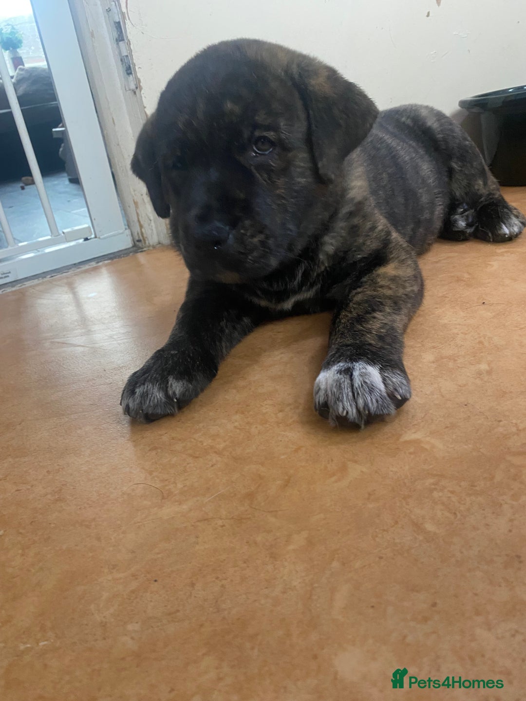 Mixed Breed dogs for sale: Rottweiler cross Akita (rokita) - Image 3