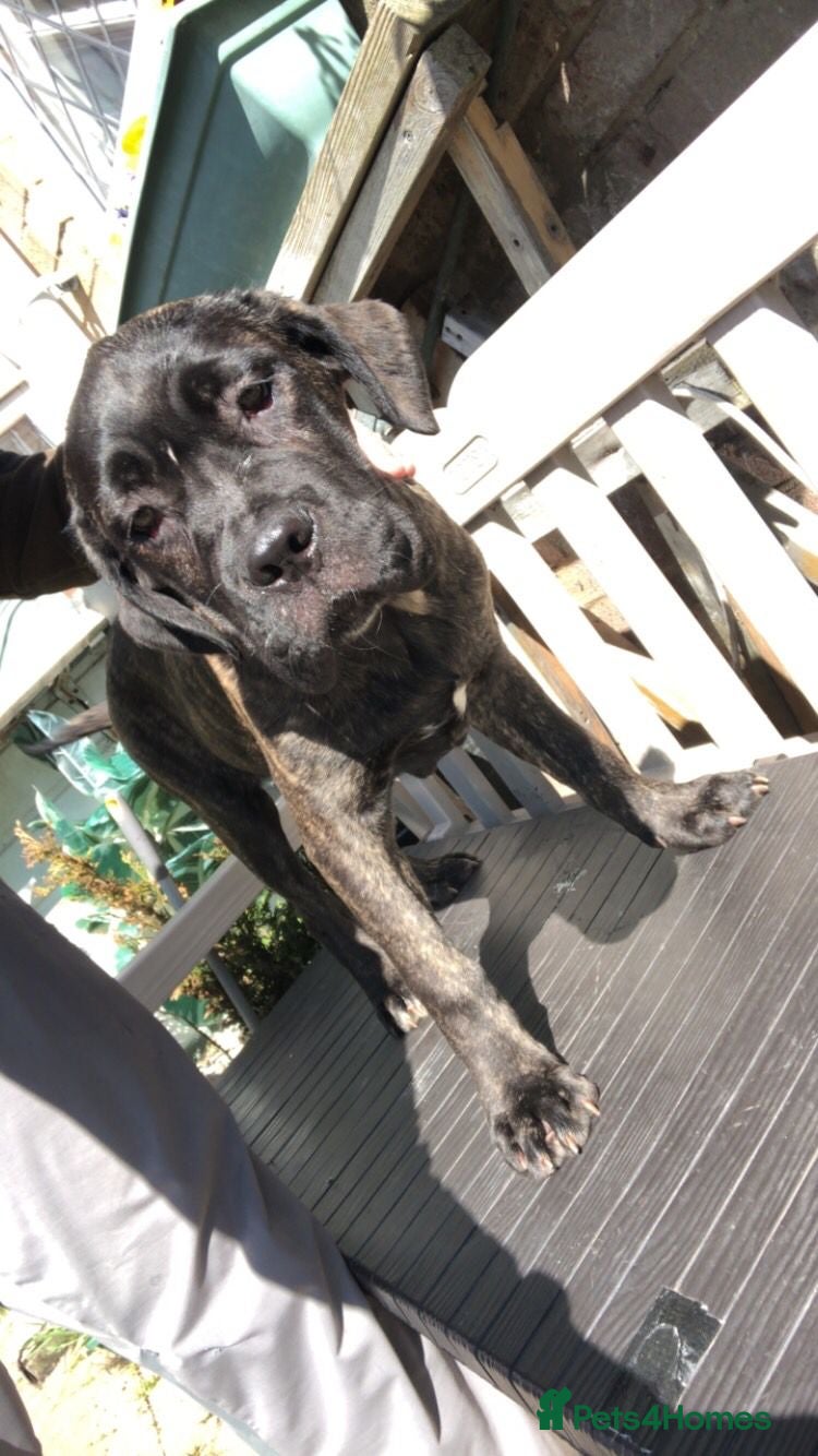 Cane Corso dogs Cane corso pups - Advert 19