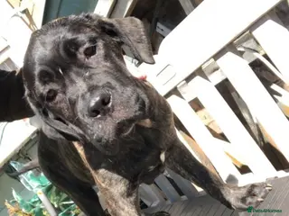 Cane Corso dogs Cane corso pups - Advert 19