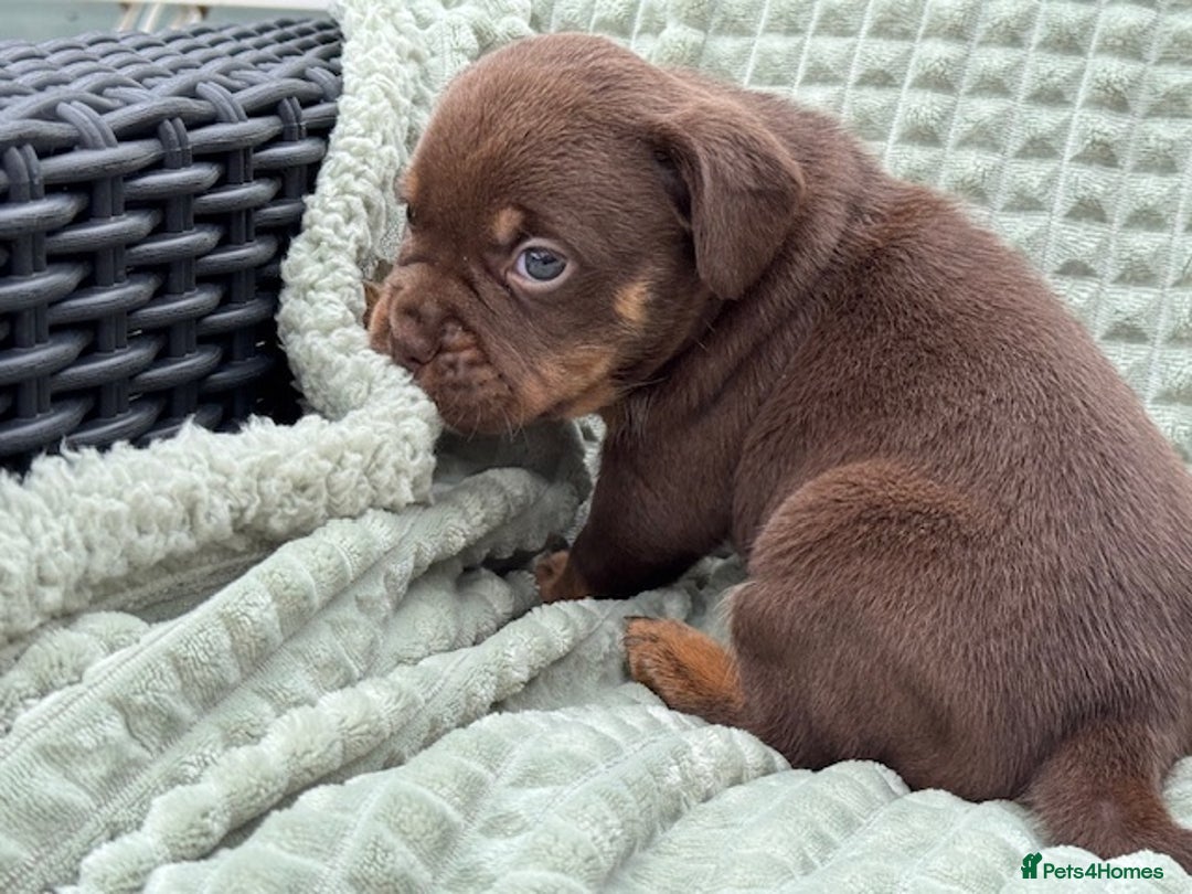 Mixed Breed dogs for sale: French Bulldog x Springer Spaniel pups ready 15Oct - Image 14