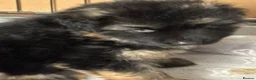 German Shepherd dogs for sale: Stunning GSD working line puppies  - Advert 18